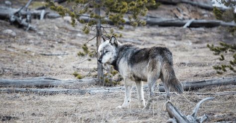 On one of the most successful ecological experiments of all time #americanwest #conservation #wolves Northwestern Wolf, Facts About Wolves, Female Elk, Therian Aesthetic, Yellowstone Wolves, Yellowstone Montana, Wolf Therian, Wolf Conservation Center, Nature Writing