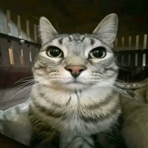 Cat That Just Woke Up, Cat With Milk On Face, Cat Looking At Camera, Judging Cat, Funny Cat Pfp, Cat Thinking, Scary Cats, Shocked Cat, Meme Cats