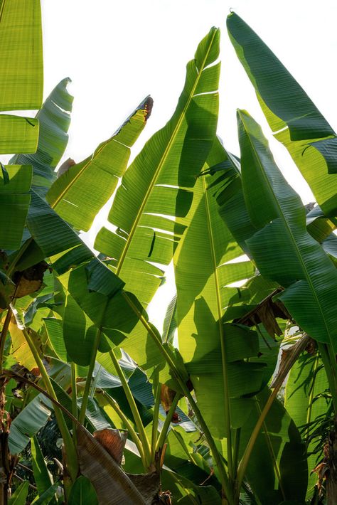 Sustainability Aesthetic, Sustainable Aesthetic, Jungle Aesthetic, Regions Of The Philippines, Jungle Plants, Banana Plants, Green Inspiration, Banana Tree, Plant Wallpaper