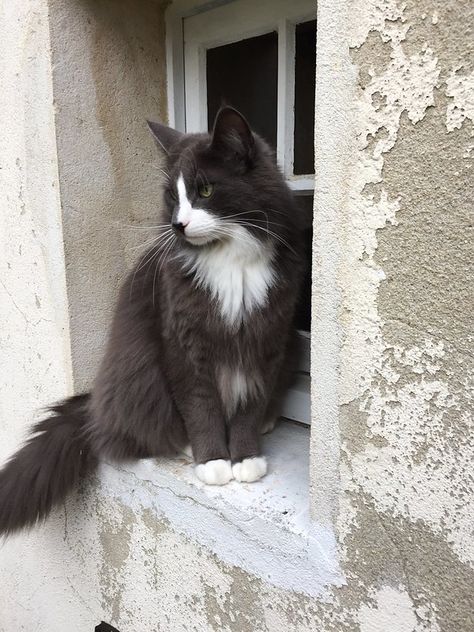 Gray Tuxedo Cat, Ethereal Animals, Cat Brainrot, Warriors Oc, Gray Cats, Grey And White Cat, Cat Language, Black And White Cat, Gray Cat