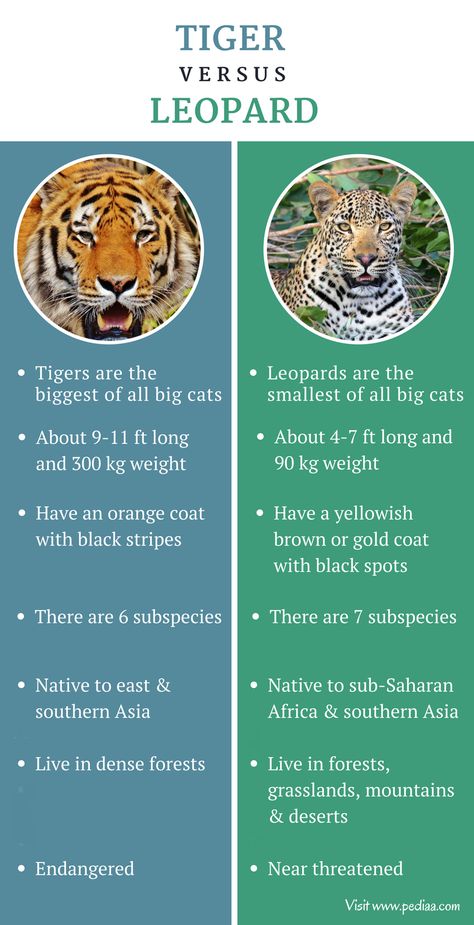 Zoologist Career, Leopard Facts, Animal Fact File, Indochinese Tiger, South China Tiger, Tiger Facts, Tiger Species, Malayan Tiger, Zoo Trip