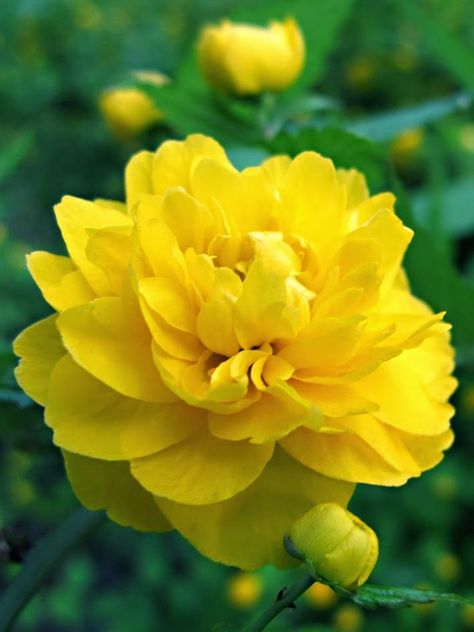 Japanese Kerria, Yellow Peony, Yellow Sunshine, Trees And Shrubs, Yellow Flower, Exotic Flowers, Mellow Yellow, Flower Beauty, Beautiful Blooms