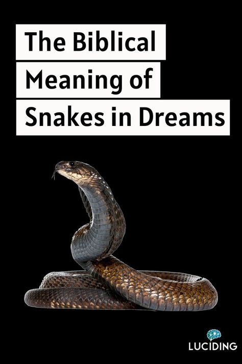 The Biblical Meaning of Snakes in Dreams Snake Meaning, Snake Symbolism, What Your Dreams Mean, Biblical Dream Interpretation, Dream Snake, Psychic Dreams, Dictionary Meaning, Dream Dictionary, Spiritual Journals