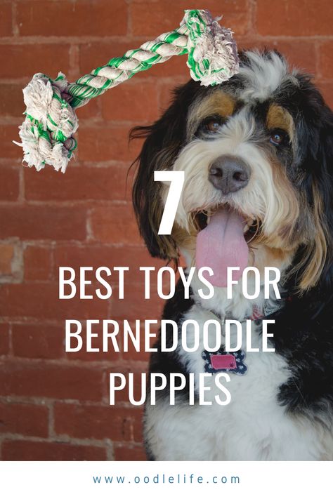 Bernedoodle puppies have HEAPS of energy and are fun-loving. Keeping their mind and body active is an essential part of puppy training. We picked the 7 MUST HAVE toys for a new puppy owner.  Selecting the best toys for Bernedoodle puppy traits is essential. Here are the best seven toys a Bernedoodle owner should acquire. Bernedoodle Training, Best Toys For Puppies, Best Puppy Toys, Bernadoodle Puppy, Toys For Puppies, Indestructible Dog Toys, Meds For Dogs, Bernedoodle Puppies, Dog Medicine