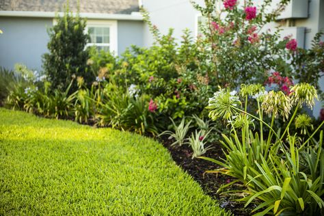 8 Best Native Trees and Plants For Your Central Florida Landscape Florida Plants Landscaping, Florida Trees, Sod Installation, Florida Landscape, Florida Landscaping, Florida Plants, Street Trees, Best Perennials, Landscape Concept