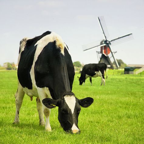 Green pastures, grazing cattle and the Zweilander mill Picnic Painting, School Times, Cow Photos, Medieval Tower, Green Pastures, Watercolor Art Landscape, Random Aesthetics, Dutch Windmills, Farm Cow