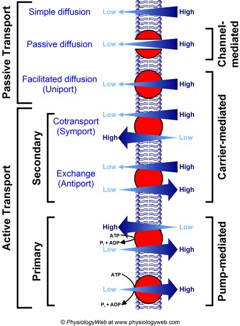 Cell Membrane Notes, Membrane Transport, Facilitated Diffusion, Passive Transport, Biology Teaching, Cell Transport, States Of Matter Worksheet, Matter Worksheets, Medical Facts