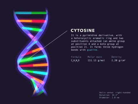 DNA structure by Mateusz Gietkiewicz Dna Diagram, Hiromi Tango, Dna Structure, Science Diagrams, Dna Art, Molar Mass, Dna Design, Elements Canva, Keyword Elements Canva