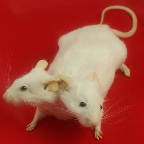 two headed mouse Rattus Rattus, Demon Cat, Pinterest Contest, Taxidermy Art, Cute Rats, Personal Aesthetic, Arte Sketchbook, Creepy Cute, Cool Stuff