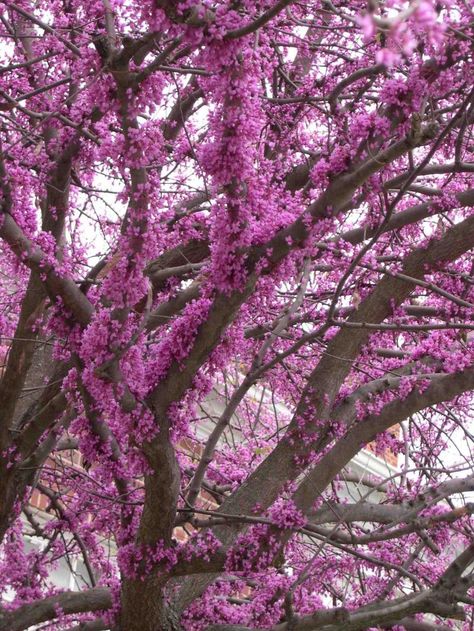 Eastern Redbud Tree   This looks like my tree!!!  Maybe i have found it! Eastern Redbud Tree, Tree Tat, Cercis Canadensis, Judas Tree, Eastern Redbud, Redbud Tree, Backyard Paradise, Tropical Tree, Ornamental Trees