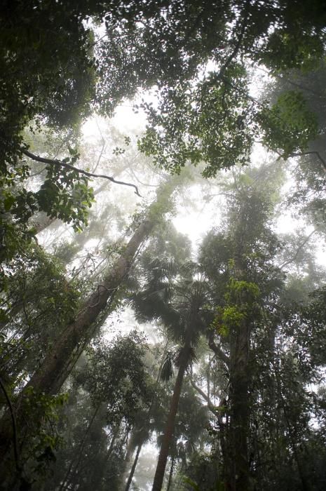 Looking Up From Below Reference, Looking Up At Trees, Canopy Trees, Forest Looking Up, Trees From Below, Forest From Below, Tree Canopy Photography, Forest Birds Eye View, Tall Trees Forest