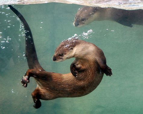 Otter Swimming, Otter Love, River Otter, Animal Study, Sea Otter, Happy Animals, Animal Photo, Cute Little Animals, Nature Animals