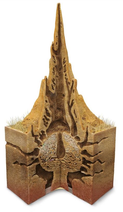 Termite Mound cutaway | 2019-06-12 Termite Mound, Biomimicry Architecture, Termite Prevention, Wood Termites, Ant Hill, Bbq Burger, Ant Farms, Termite Control, Arthropods