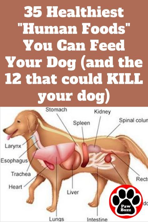 Ever wonder what foods you can safely give to your beloved dogs besides the boring “dog food” you feed them everyday? Check out the “dog-approved” human foods that are actually perfectly safe … and even healthy! Human Food For Dogs, Diy Dog Food, Dog Remedies, Bored Dog, Dog Health Tips, Animal Health, Dog Diet, Healthy Dog Food Recipes, Eating Tips