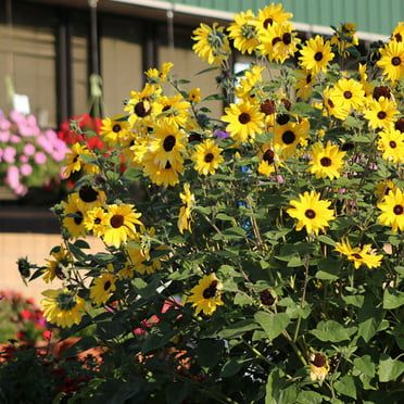 Angelonia Seeds - Serenita Mix F1 Variety Seeds - Non-GMO - 50 Seeds - Walmart.com Lupine Flowers, Mini Sunflowers, Sprouting Seeds, Containers For Sale, Patio Pots, Seed Company, Sustainable Food, Garden Living, Organic Seeds