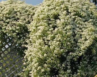 Clematis Paniculata, Cypress Vine, Sweet Autumn Clematis, Autumn Clematis, Southport Nc, Virginia Creeper, Clematis Vine, Plant Protection, Wildlife Gardening