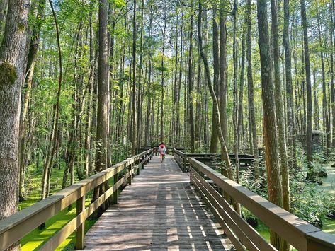 Alapaha Trail Wild Adventures Theme Park Valdosta, GA Georgia Swamp Adventure #georgia #exploregeorgia #familytravel Wild Adventures Theme Park, Explore Georgia, Valdosta Georgia, Southern Mansions, Animal Experiences, Adventure Theme, Family Getaways, Florida Georgia, Wild Adventures