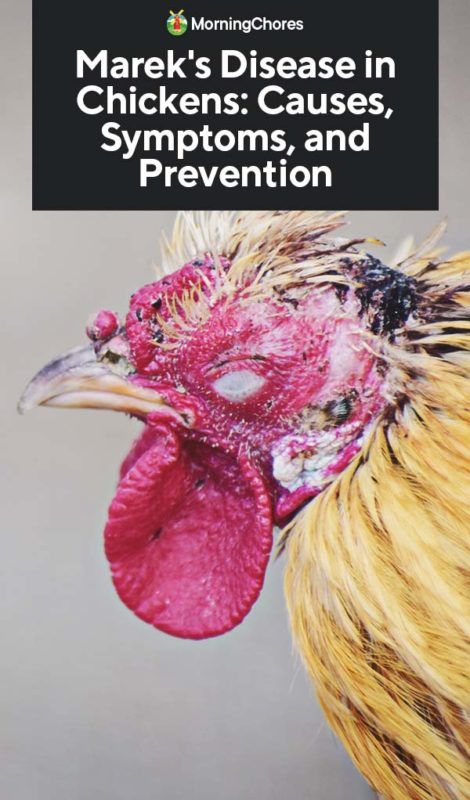 Mareks Disease Chicken, Sick Chicken Symptoms, Chicken Diseases And Symptoms, Chicken Genetics, Chicken Illness, Owning Chickens, Sick Chicken, Duck Stuff, Chicken Raising