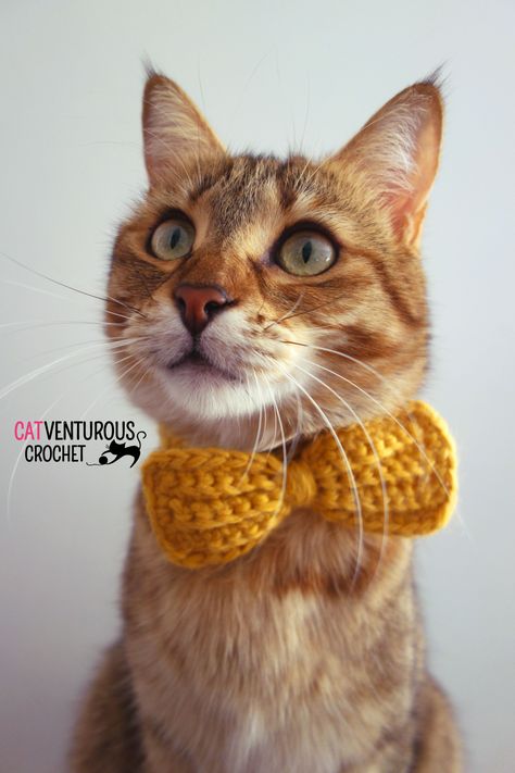 Season Project, Cat Tie, Bowtie Pattern, Dog Collar Bows, Crochet Cat Pattern, Scrap Yarn, Crochet Bows, Dog Collar Bow Tie, Cat Bow Tie