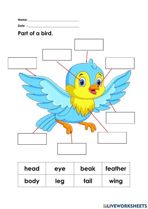 Parts Of A Bird Preschool, Bird Worksheet, Coloring Worksheets For Kindergarten, Coloring Worksheets, Bird Clipart, Preschool Age, Color Worksheets, Word Families, School Subjects