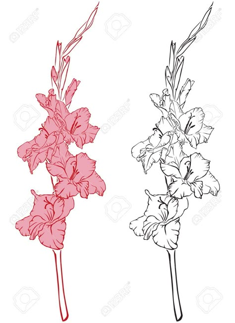 Gladioli Flower Drawing, Gladiolus Line Art, Gladiolus Line Drawing, Gladiolus Sketch, Floral Memorial Tattoo, Gladiolus Drawing, Gladiolus Flower Drawing, Gladiolas Tattoo, Gladioli Flower