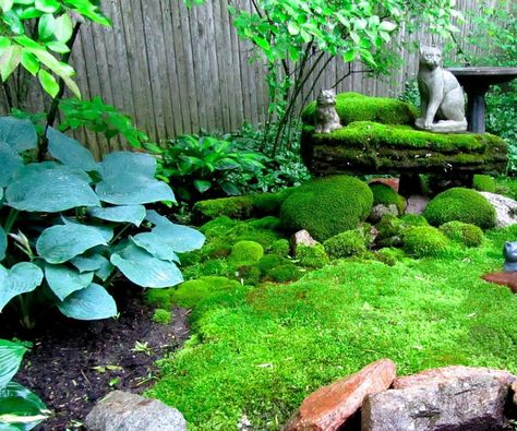 How to Create a Moss Garden Moss Growing, Growing Moss, Gravel Landscaping, Moss Plant, Backyard Garden Landscape, Small Backyard Gardens, Tree Nursery, Moss Garden, Kiawah Island