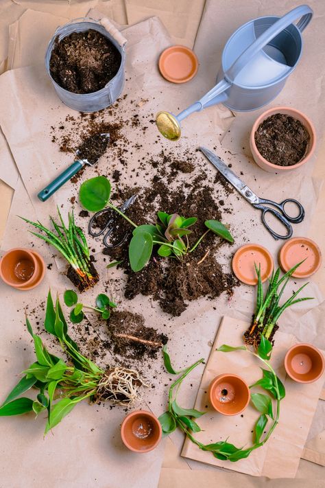 How to Propagate Plants? Cloning Plants, Seed Propagation, Propagate Plants, Air Layering, Asparagus Beans, Crop Production, Healing Garden, Plant Propagation, Plant Images