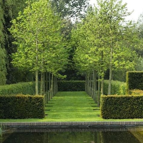 Linear hedge rows and lines of trees in lawn space create elegant and simple modern landscape with a lot of interest. Garden Hedges, Classic Garden, Have Inspiration, Formal Gardens, Garden Landscape Design, Landscaping Design, Gorgeous Gardens, Garden Trees, Modern Landscaping