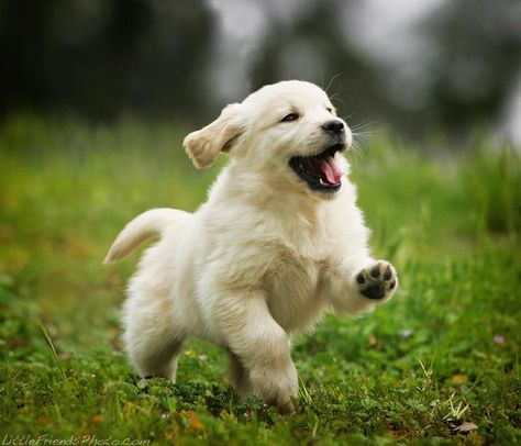 Happy Puppy!! Puppies Running, Happy Puppy, White Dog, Retriever Puppy, Baby Puppies, Cute Dogs And Puppies, Golden Retrievers, Baby Dogs, Happy Dogs