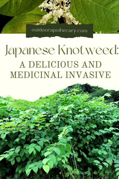 Despite being known as an invasive plant species that poses a threat to native biodiversity and causes damage to infrastructure, Japanese Knotweed has several edible and medicinal properties that are often overlooked. This article will focus on exploring the nutritional and medicinal benefits of Japanese Knotweed and its diverse range of uses. Tropical Looking Plants, Witches Apothecary, Japanese Barberry, Medicinal Herb Garden, Medicinal Weeds, Japanese Knotweed, Herbs Recipes, Medicine Garden, Earth Food