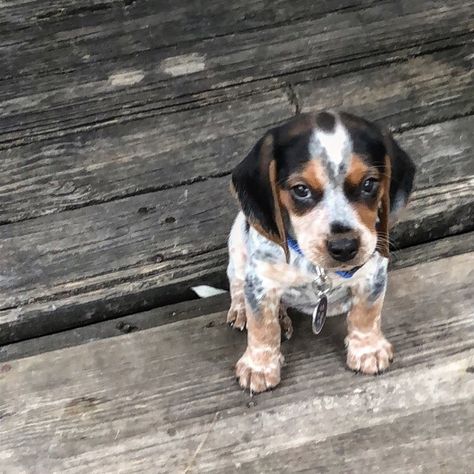 Blue Tick Beagle, Blue Tick, Hound Dogs, Dream Dog, Hound Dog, Cute Dogs, Dog Cat, Puppies, Dogs