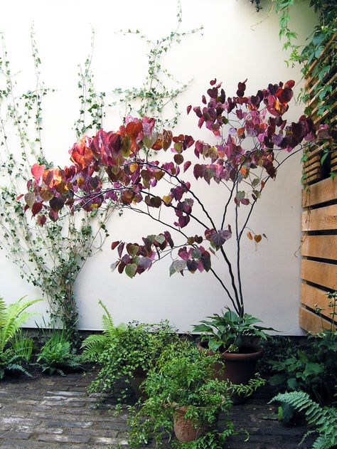 Cersis canadensis 'Forest Pansy' - shrub with heart shaped leaves. Living Room Extension, Forest Pansy, Feature Tree, Town Garden, London Brick, Small Urban Garden, Heart Shaped Leaves, Veg Patch, Kingdom Hall