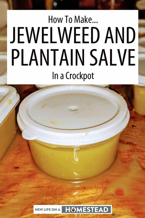 Making jewelweed and plantain salve is easier than you think. Here are my steps with accompanying photos. #salve #selfsufficiency #selfreliance How To Make Jewelweed Salve, Plantain Herb Recipes, Jewelweed Salve Recipe, Plantain Salve Recipe, Black Salve Recipe, Jewelweed Salve, Backyard Foraging, Plantain Plant, Plantain Salve