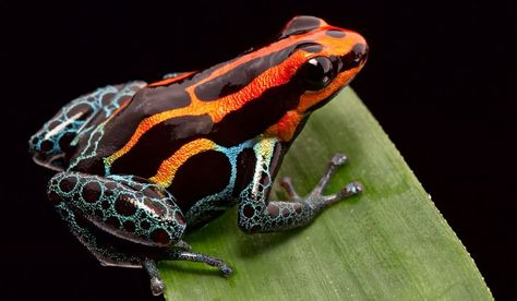 Rainforest Frog, Poison Frog, Rainforest Theme, Poison Dart Frog, Deadly Animals, Dart Frogs, Amazing Frog, Poison Dart, Rainforest Animals