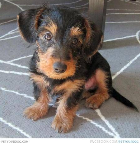 Yorkie Daschund Mix Dogs, Dachshund Mix Breeds, Teacup Morkie, Dachshund Mix Puppies, Teacup Dog Breeds, Cute Puppy Names, Mixed Dog Breeds, Daschund Puppies, Teacup Dog