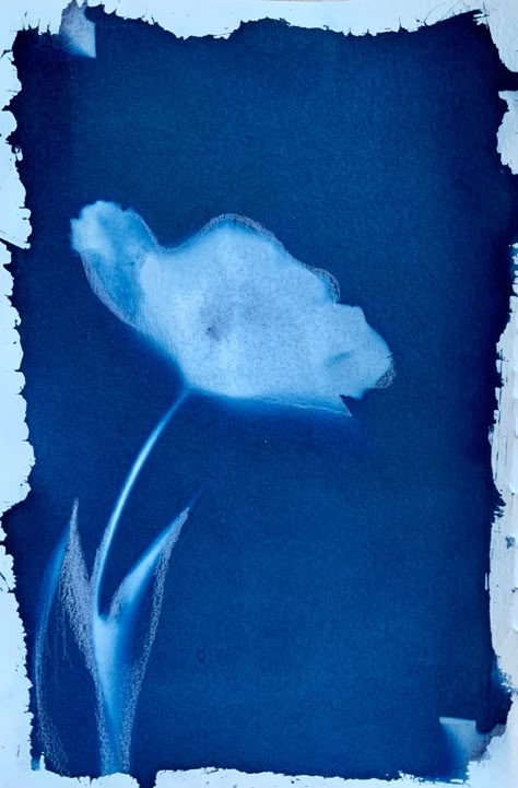 "Size - This listing is for an original piece of art that measures 6x9 inches Design - This is an original and unique cyanotype of a tulip locally grown on a flower farm in Killingworth, CT. Tulips are one of my favorite flowers and they are a beautiful sign that spring has arrived.  Cyanotype is a very old process of creating an image without a camera. I paint light sensitive chemicals on to 140 lb watercolor paper and let it dry in a dark room. The tulip is placed on top of the paper and flatt A Dark Room, Different Kinds Of Art, Tulip Flower, Favorite Flowers, Locally Grown, Blue Painting, White Image, Tulips Flowers, Dark Room