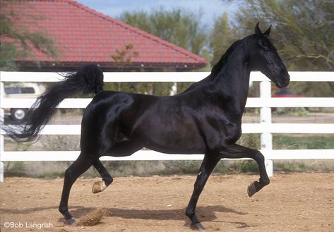 Saddlebred Horses, Standardbred Horse, Spotted Saddle Horse, Black Thoroughbred Horse, American Saddlebred Horses, Horse Animation, Horse Coat Colors, American Paint Horse, Walking Horse