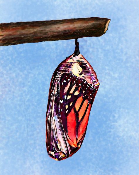 Monarch butterfly chrysalis Chrysalis Aesthetic, Chrysalis Art, Chrysalis Butterfly, Window Images, Butterfly Cocoon, Butterfly Chrysalis, Ib Art, Butterfly Drawing, Butterfly Painting