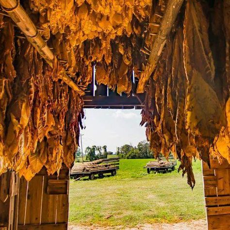 Kentucky cash crop. ,2015 Travel Kentucky, Farm Work, Cash Crop, Farm Photography, Farm Art, Humidor, Lexington Ky, Simply Southern, Good Ole