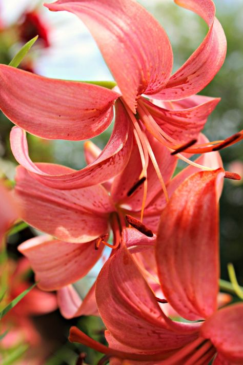 How to plant lilies: Monty Don's top tips on how to get the most from these beautiful flowers #lilies #lillies #lilyflower Companion Flowers, Canna Lilies, Growing Lilies, Plants For Garden, Monty Don, Summer Flowering Bulbs, Canna Lily, Companion Plants, Lily Plants