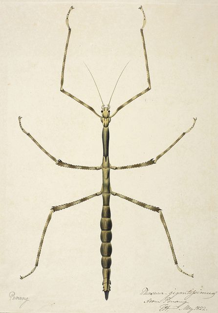 Untitled - caption: 'Stick insect. Inscribed in ink by Lady Hastings: ‘Penang. Phasma gigantissimus from Penang. F.H. May 1822’' | Flickr - ... Walking Stick Bug, Backpiece Tattoo, Stick Bug, Stick Insect, Bug Tattoo, Insect Tattoo, Insect Print, Insect Collection, Bug Art