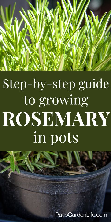 Green rosemary plant growing in soil in a black plastic pot - overlay text Step-by-step guide to growing rosemary in pots Uses For Rosemary Plant, Rosemary In Pots Container Garden, Best Pots For Herbs, Rosemary Herb Plant, Planting Herbs In Pots Outdoors, Rosemary Container Ideas, Growing Rosemary In Pots, Growing Sage In Containers, How To Grow Rosemary In A Pot