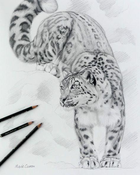 Snow Leopard Drawing Sketch, Snow Leopard Sketch, Snow Leopard Tattoo Design, Snow Leopard Painting, Leopard Sketch, Snow Leopard Drawing, Snow Leopard Tattoo, Snow Leopard Art, Leopard Artwork