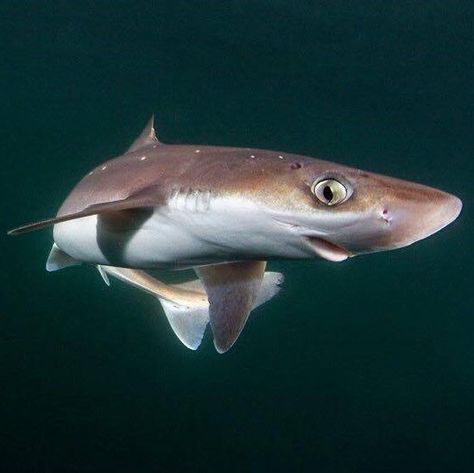 Spiny Dogfish Shark, Shark Reference Photo, Shark Reference, Shark Space, Spiny Dogfish, Dogfish Shark, Space Shark, Shark Wallpaper, Shark Stuff