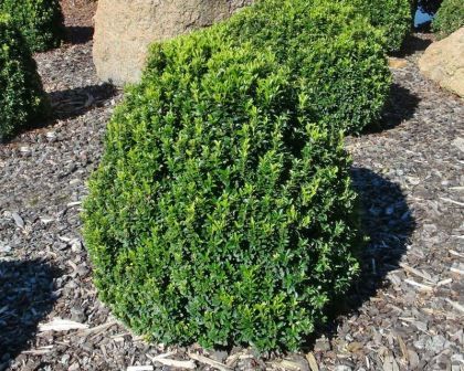 Euonymus japonicus 'Tom Thumb' (Japanese spindle tree) Topiary balls in back garden Japanese Spindle Tree, Silver King Euonymus, Euonymus Europaeus, Green Spire Euonymus, Green Spire Euonymus Hedge, Spindle Tree, Euonymus Japonicus Green Spire, Euonymus Japonicus, Topiary Balls