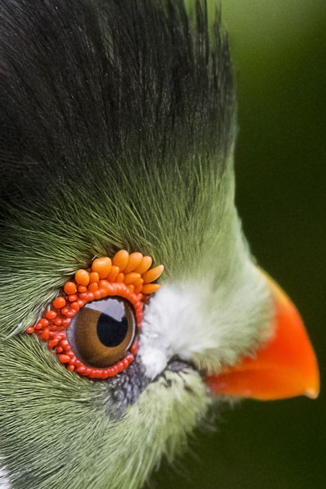 White Parrot, Pets Photography, Regard Animal, Weird Birds, Closeup Photography, Birds Photography Nature, Wildlife Artwork, Bird Photos, Close Up Photography