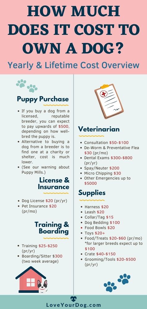 In this article, we take a detailed look at the many factors that can influence the cost of keeping your new best friend for the whole of his life. #LoveYourDog #HowMuchDoesItCostToOwnADog #DogCosts #HowMuchAreDogs #LifetimeCostsForDogs #DogSupplies #YearlyDogCosts Breeding Dogs Tips, Puppy Proofing House, Veterinary Notes, Puppy Breeding, Puppy Information, Breeding Business, Dog Training At Home, Dog Breeding Business, Owning A Dog