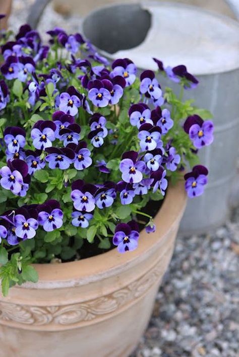 Stunning Spring Pots & Urns - OMG Lifestyle Blog Pastries Recipes, Johnny Jump Up, Purple Pansies, Garden Arbor, Pansies Flowers, Garden Containers, Recipes Dessert, Clay Pot, Flower Bed