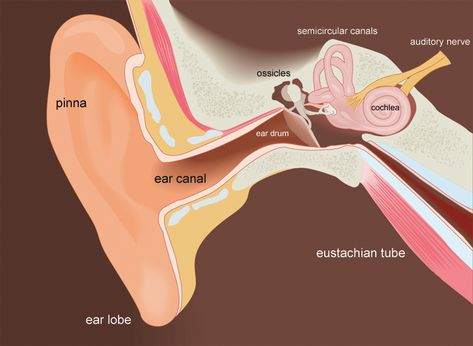 Discover why having water stuck in your ear for days can be troublesome and learn effective remedies to find relief. - #earcanalhealth #earcanalwaterretention #Eardiscomfort #earinfectionrisk #earmoisturebuildup #earwaterblockage #earwetness #ear-relateddiscomfort #extendedearwaterretention #persistentearmoisture #prolongedearmoisture #prolongedearwetness #trappedearwater #waterlodgedinear #watertrappedinear Drain Ear Fluid, Water In Ear, Swimmers Ear Remedy, Ear Drainage, Ear Congestion, Fluid In Ears, Clogged Ears, Swimmers Ear, Ear Anatomy