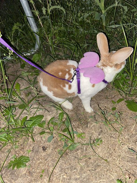 Doin a little better w the leash training so we can go on safer outside trips #rabbit #rabbits #rodent #pet Bunnies Outside, Leash Training, Rabbit Lover, Pet Bunny, Rodents, Rabbits, Go On, Vision Board, The Outsiders